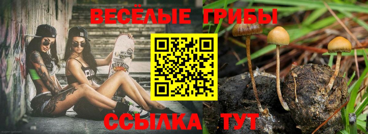 Псилоцибиновые грибы Psilocybe Чайковский